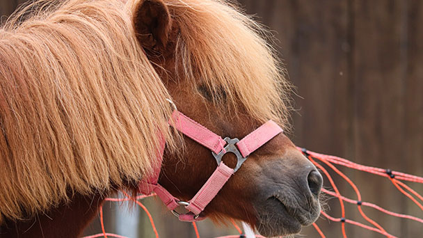 Auch in Muggensturm passiert etwas – Pony gegen Fahrrad Auch in Muggensturm passiert etwas – Pony gegen Fahrrad