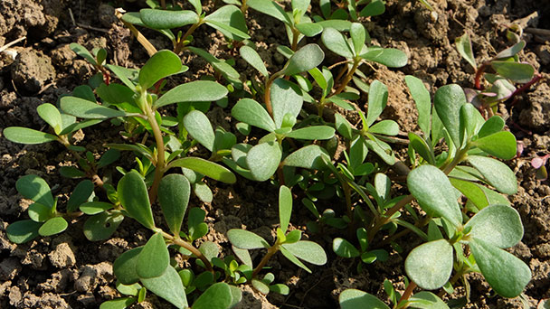Portulak die Wunderpflanze „aus dem Landkreis Rastatt“ - Ein Unkraut das lecker schmeckt–Und mit dem heißen Sommer bestens klarkommt