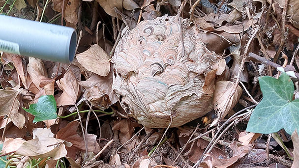 Asiatische Hornisse auch in Baden-Baden – Aufruf zur Meldung von Königinnen und Nestern 