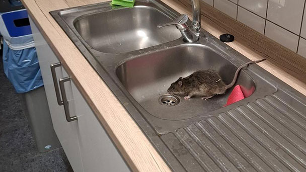 Rattenalarm in Karlsruher Polizeirevier – Landtagsabgeordneter Christian Jung appelliert an Innenminister Strobl