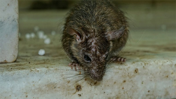 Hungrige Ratten kommen in Wohngebiete – „Hotspots“ in Baden-Baden – Rathaus empfiehlt: „Kadaver mit Handschuhen oder Schippe entsorgen“