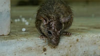 Rastatt kämpft gegen die Ratten – Giftköder in der Kanalisation