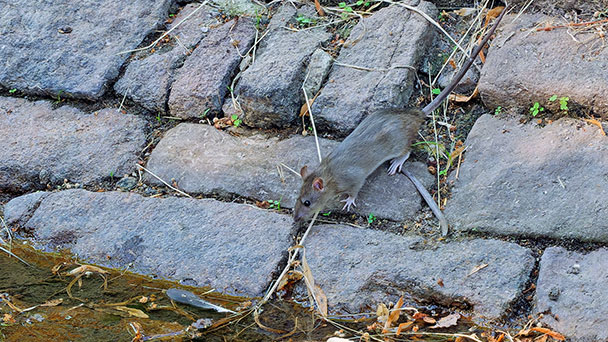 100.000 Ratten in Baden-Baden – Rathaus empfiehlt einfache Maßnahmen gegen „Rattenbefall“ – Keine Essensreste, kein Füttern von Vögeln 100.000 Ratten in Baden-Baden – Rathaus empfiehlt einfache Maßnahmen gegen „Rattenbefall“ – Keine Essensreste, kein Füttern von Vögeln