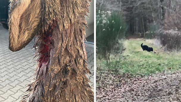 Warnung der Badischen Jäger – „Ganze Körperteile gefressen oder abgebissen, während das Reh noch lebt“ Warnung der Badischen Jäger – „Ganze Körperteile gefressen oder abgebissen, während das Reh noch lebt“