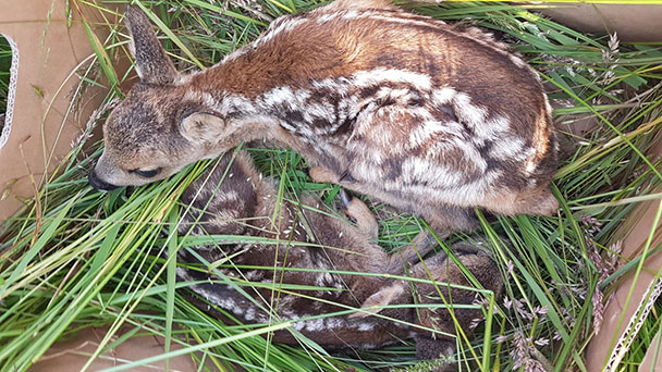 Drohnen mit Wärmebildkamera über Baden-Baden – Rettung für Rehkitze