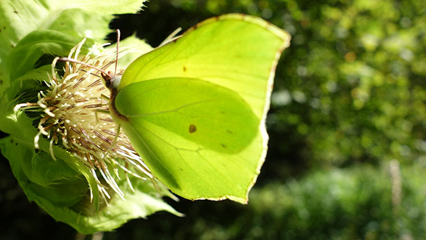 Die Sache mit dem freundlichen Hausrotschwanz – Ein Vortrag in Rastatt widmet sich einem netten Nachbarn