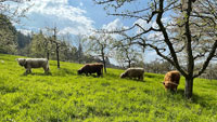 Saisonstart der Rinder in Baden-Baden – Beweidung im Obstgut Leisberg