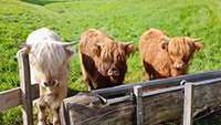 Rinder mitten in Baden-Baden – Beweidung im Obstgut Leisberg – Kinder von Elektro-Weidezäune fernhalten