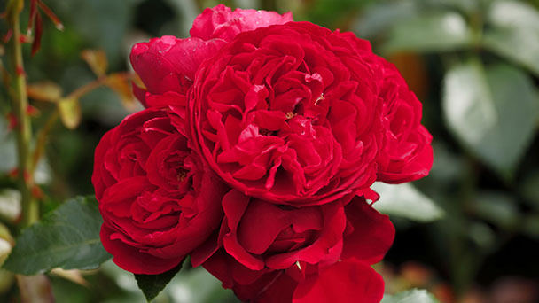 Ehre für Yannick Nézet-Séguin in Baden-Baden – Rose erhält Namen „Maestro Yannick“ 