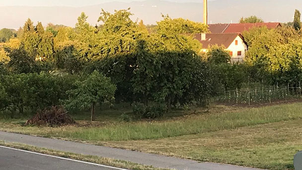 Leserbrief „Meine Meinung“ – In Lichtenau „wohnen für Familien ermöglichen“ – „20.000 Quadratmeter Grünfläche, alter Baumbestand und Obstanbauflächen zu Anstatt zu zerstören“