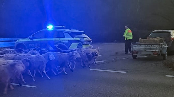 150 glückliche Schafe in Kuppenheim – Von Bundesstraße gerettet  