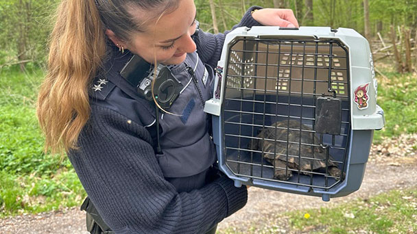 Rettung für eine Schildkröte in Bühl – Zwischenstation Polizeirevier