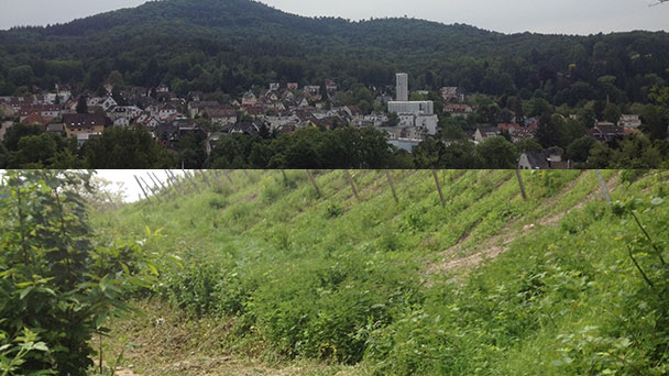 Glückliches Wahlkampf-Finale für Stadtrat Werner Schmoll - „Nach dem goodnews4 -Bericht war am Freitag der gesamte Balzenbergweg gemäht“