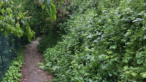 Stadtrat Werner Schmoll gibt Klagen von Bürgern weiter – „Balzenbergweg gleicht einem Dschungel“