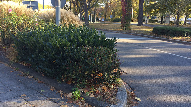 Stadtrat Werner Schmoll sieht Verkehrsgefährdung am Zubringer – „Gräser-Busch, der riesige Ausmaße erreicht“