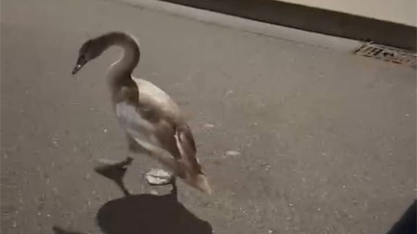 Mein lieber Schwan – Mitten auf der Fahrbahn – Polizeieinsatz in Rastatt