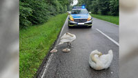 Schwanenfamilie in Rheinmünster legt sich mit der Polizei an  