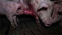 Schwere Beschuldigungen an Lidl-Lieferanten – Albert Schweitzer Stiftung: „Schlimmste Fälle dokumentierter Tierquälerei in Spanien“