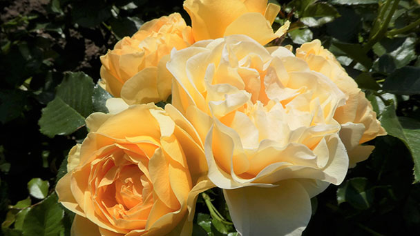 Schöne Rosen, schöne Rosen – Baden-Baden, die internationale Rosenstadt – Vortrag im Bellevue