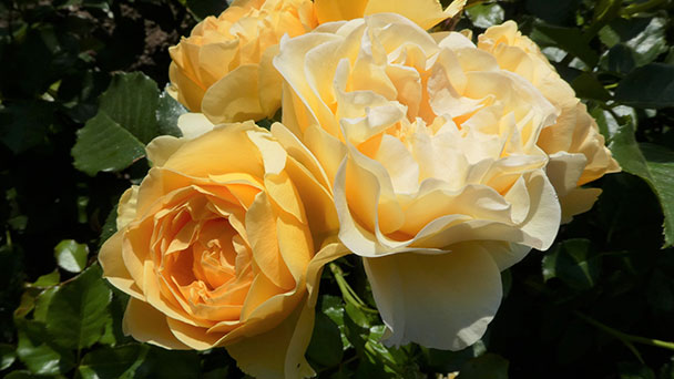 Nachlese zum internationalen Rosen-Award in Baden-Baden – „Spotlight“ ist „Goldene Rose von Baden-Baden“