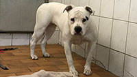 Staffordshire Terrier Hündin ausgesetzt – An Verkehrszeichen angebunden