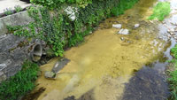 Verunreinigung von Gewässer in Steinbach – Stadtverwaltung Baden-Baden: „Schaden für Umwelt und Lebewesen“