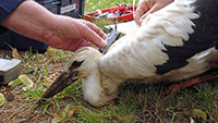 Baden-Badener Jungstörche übermitteln GPS-Koordinaten – Reise in die weite Welt 