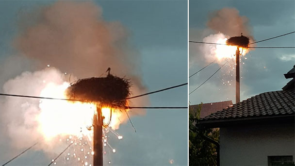 Störche nach Blitzschlag von Feuerwehr gerettet – Stromausfall im umliegenden Wohngebiet