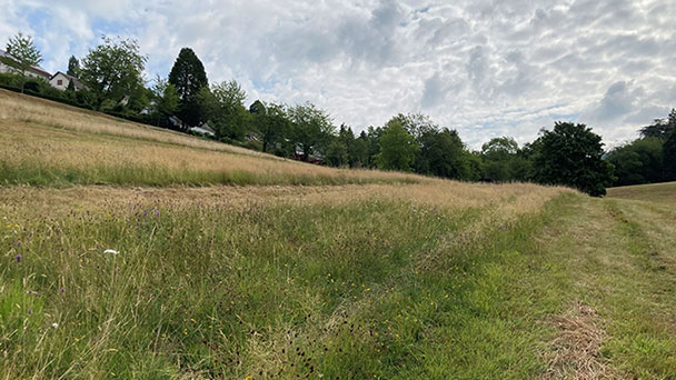 „Naturnahe Streifenmahd“ – Baden-Badener Rathaus erklärt das Phänomen