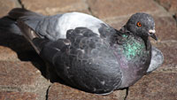 Bitte von Vogelexperte Fingermann: Stadttauben auch in Corona-Zeiten nicht füttern