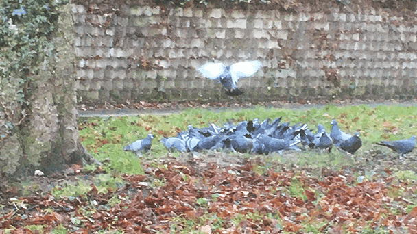 Ärger über Taubenplage in Baden-Badener Weststadt – Rathaus: „Verwilderte Haustauben und Wildtauben dürfen nicht gefüttert werden“