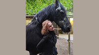 Hilferuf für drei Baden-Badener Therapiepferde – „Hoffnung auf ein Wunder für die drei treuen Pferde“