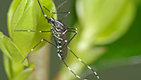 Stadt Bühl kämpft gegen Asiatische Tigermücke – Bekämpfung im Stadtgebiet startet 