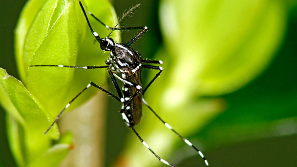 Rathaus Bühl schlägt Alarm – Asiatische Tigermücken in Bühler Kernstadt 