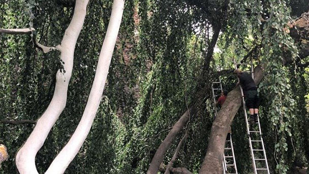 Sonnencreme für Trauerbuche in Lichtentaler Allee