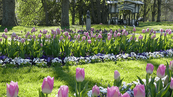 Der kühle Frühling in Baden-Baden – Die Tulpen blühen dennoch prächtig im Dahliengarten Der kühle Frühling in Baden-Baden – Die Tulpen blühen dennoch prächtig im Dahliengarten