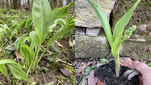 Baden-Badener Rathaus begrüßt Frühlingsbote Bärlauch Baden-Badener Rathaus begrüßt Frühlingsbote Bärlauch