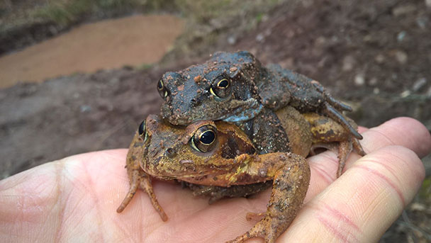 Großaktion in Gaggenau für wandernde Kröten - 40 Bürger sorgen sich um Amphibien