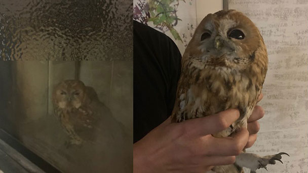 Tragischer Fehltritt eines Waldkauzes – Zum Glück in kalten Kamin gestürzt Tragischer Fehltritt eines Waldkauzes – Zum Glück in kalten Kamin gestürzt