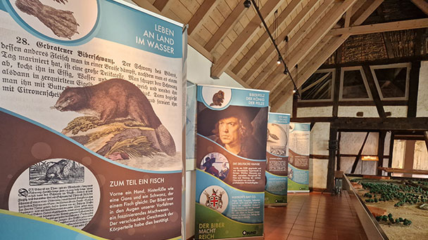 In Rastatt erfährt man Erstaunliche – „Kulturgeschichte des Bibers“ im Riedmuseum – Nur noch dieses Wochenende 