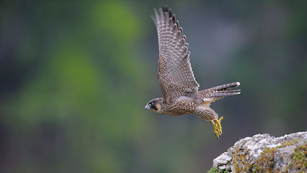 Regierungspräsidium meldet Bruterfolg am Battertfelsen in Baden-Baden – Sperrung zeigt Wirkung