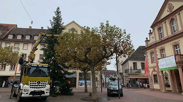 15 Meter hohe Weihnachten in Rastatt – 39 Jahre alte Tanne vor dem Rathaus