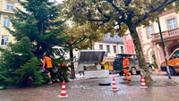 Stadt-Weihnachtsbaum in Rastatt steht – Wird mit 1200 Kugeln in geschmückt