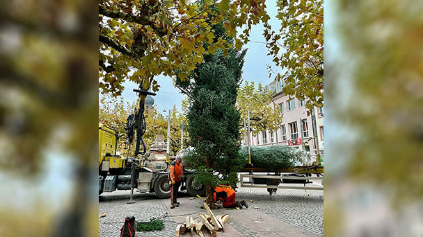 Sechs Wochen vor Weihnachten steht der Weihnachtsbaum – In Rastatt auf dem Marktplatz 