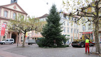 Rastatt schon jetzt auf Weihnachtsbaum-Suche – Grün und gut gewachsen soll er sein 