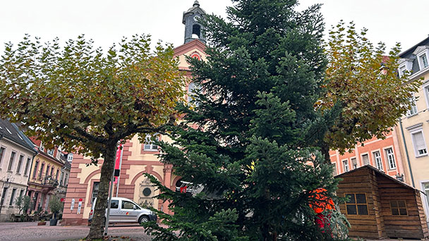 Weihnachten kann kommen – Zwölf Meter hoher Tannenbaum in Rastatt