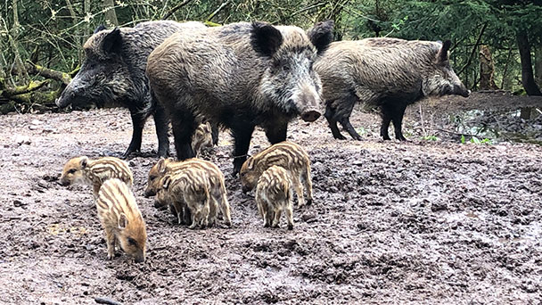 Süße junge Schweine in Baden-Baden – Nachwuchs im Wildgehege