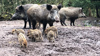 Süße junge Schweine in Baden-Baden – Nachwuchs im Wildgehege