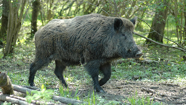 Schlau, gefräßig und schneller als der Mensch – Gaggenau leidet unter Wildschweinen - Jagdpächter über Schwarzwildbejagung informiert