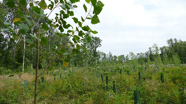 Vorsicht, Wildschweine mit Jungen! – Waldspaziergänge nur auf festen Wegen